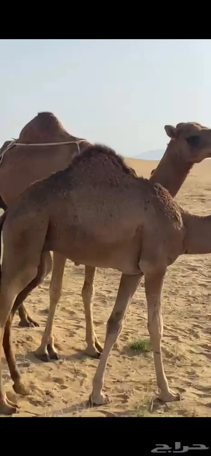 ناقه خلفه تحتها قعود للبيع الموقع القوز 0
