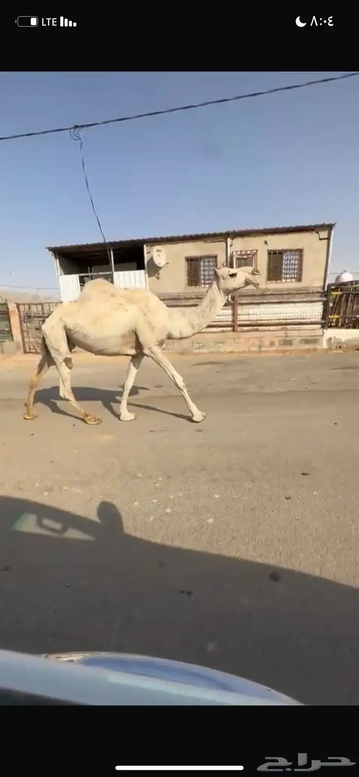 للبيع الخفوت الشقحاء 1