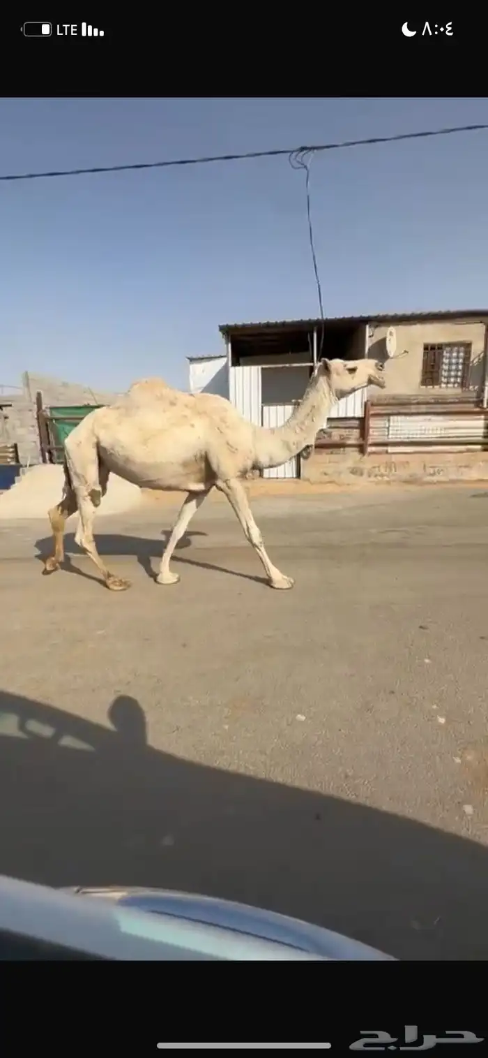 للبيع الخفوت الشقحاء 3