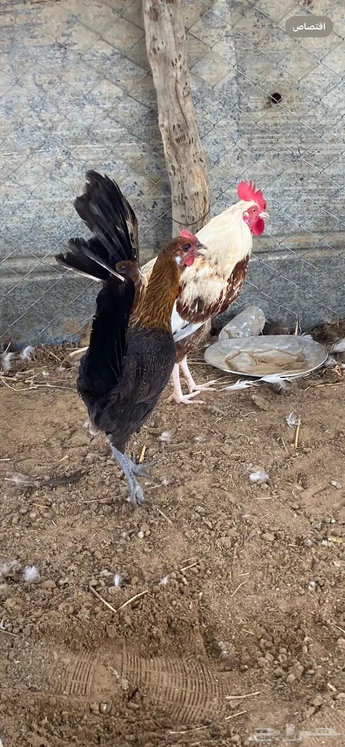 دجاج بلدي يحضن 2