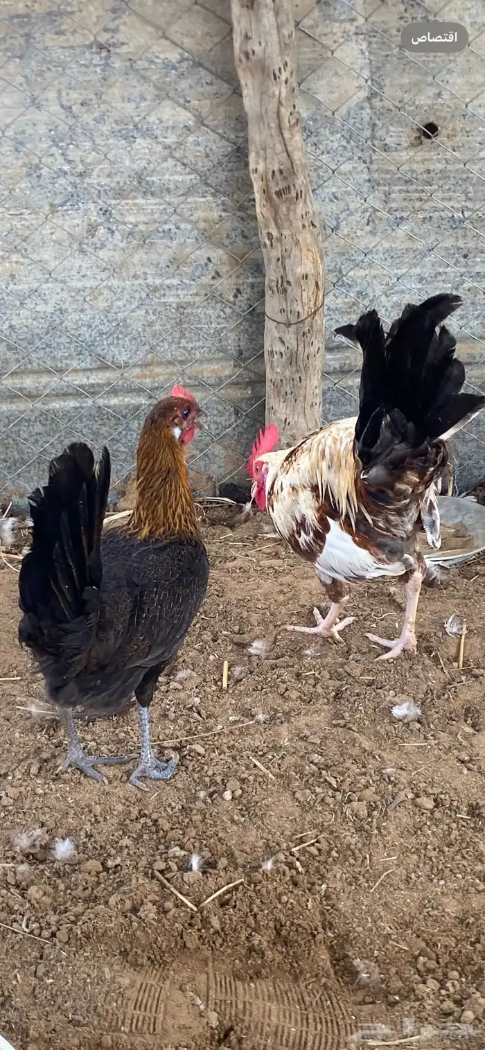 دجاج بلدي يحضن 1