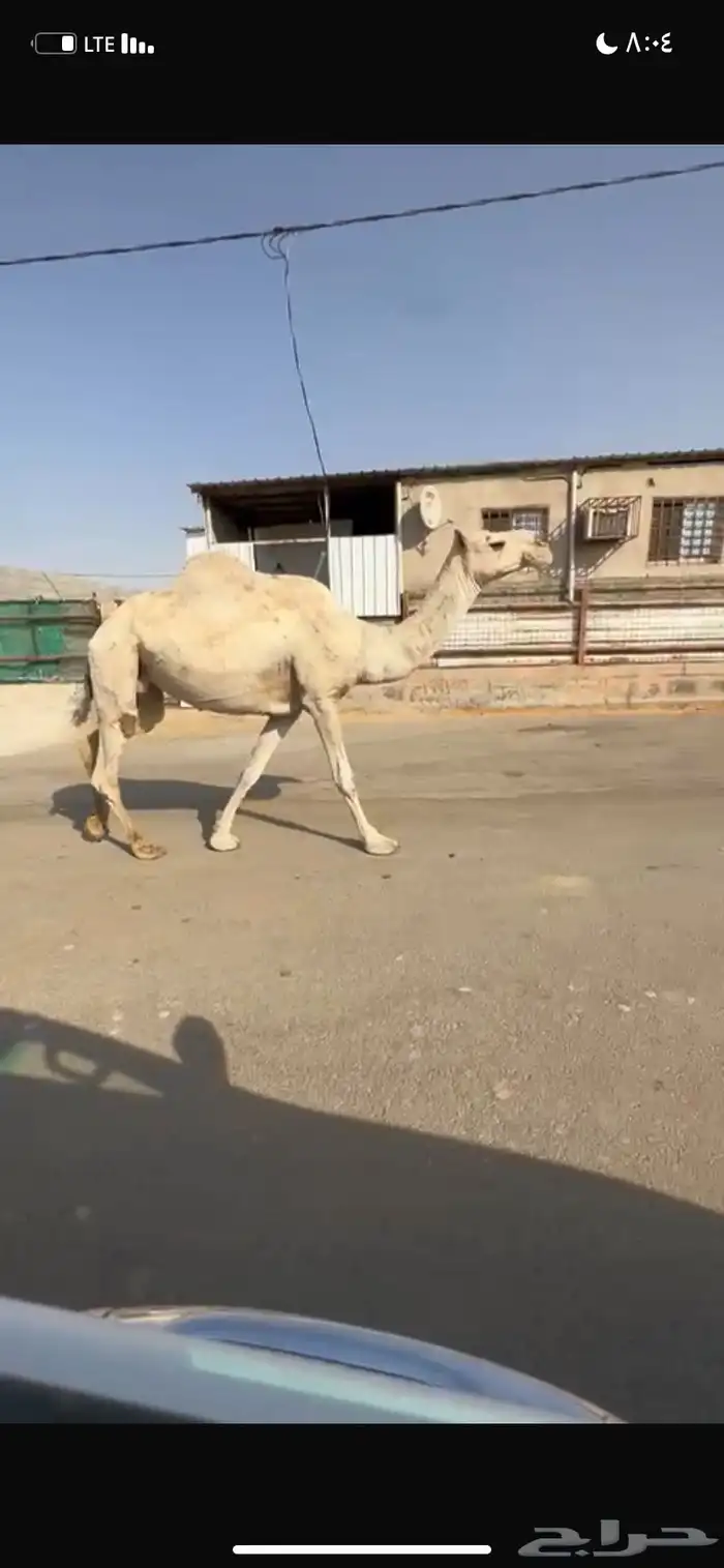 للبيع الخفوت الشقحاء 0