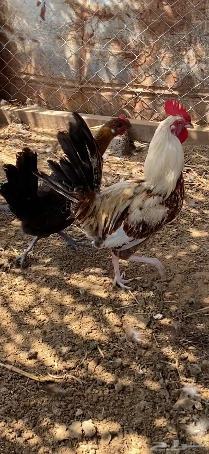 دجاج بلدي يحضن 0