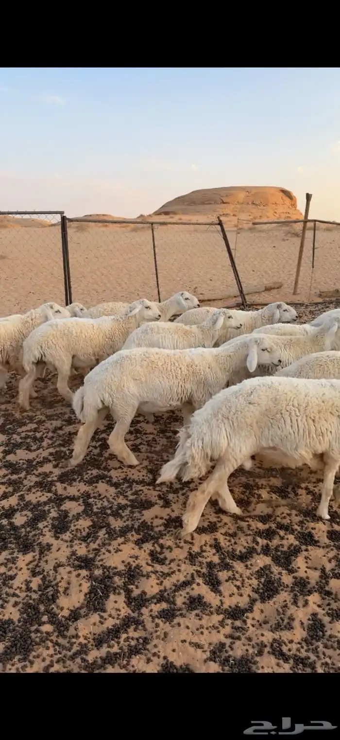 خرفان حريه 0