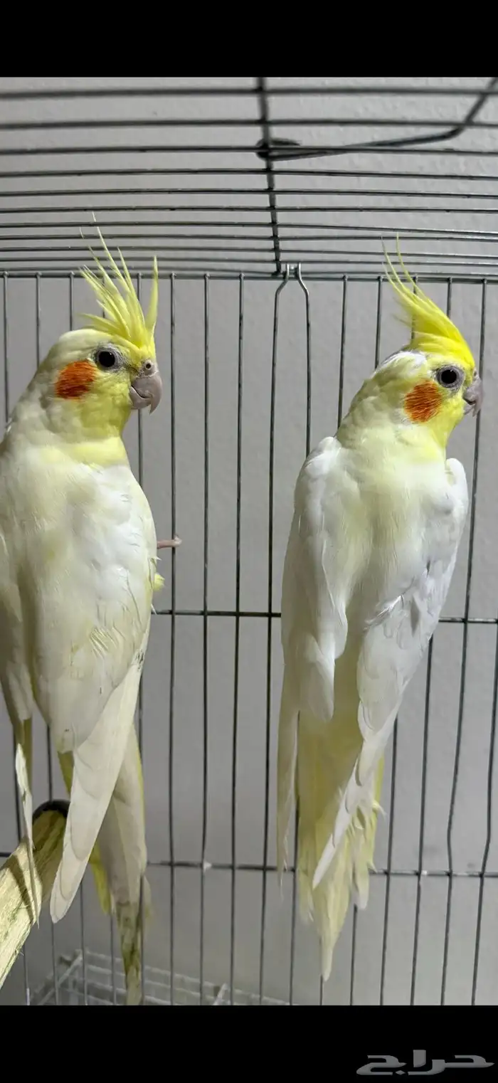 جوز كروان لاتينو 0