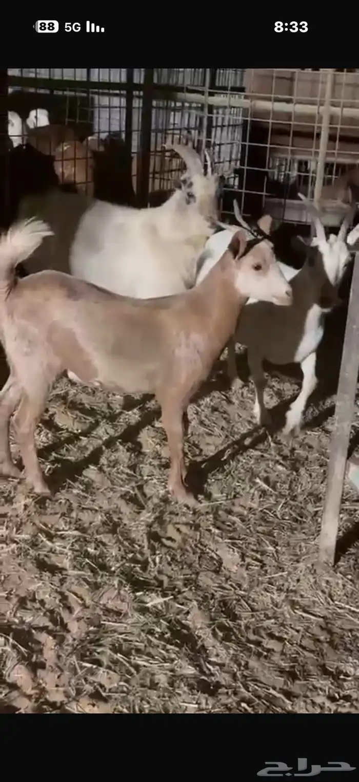 عنزين وفحلهن 2