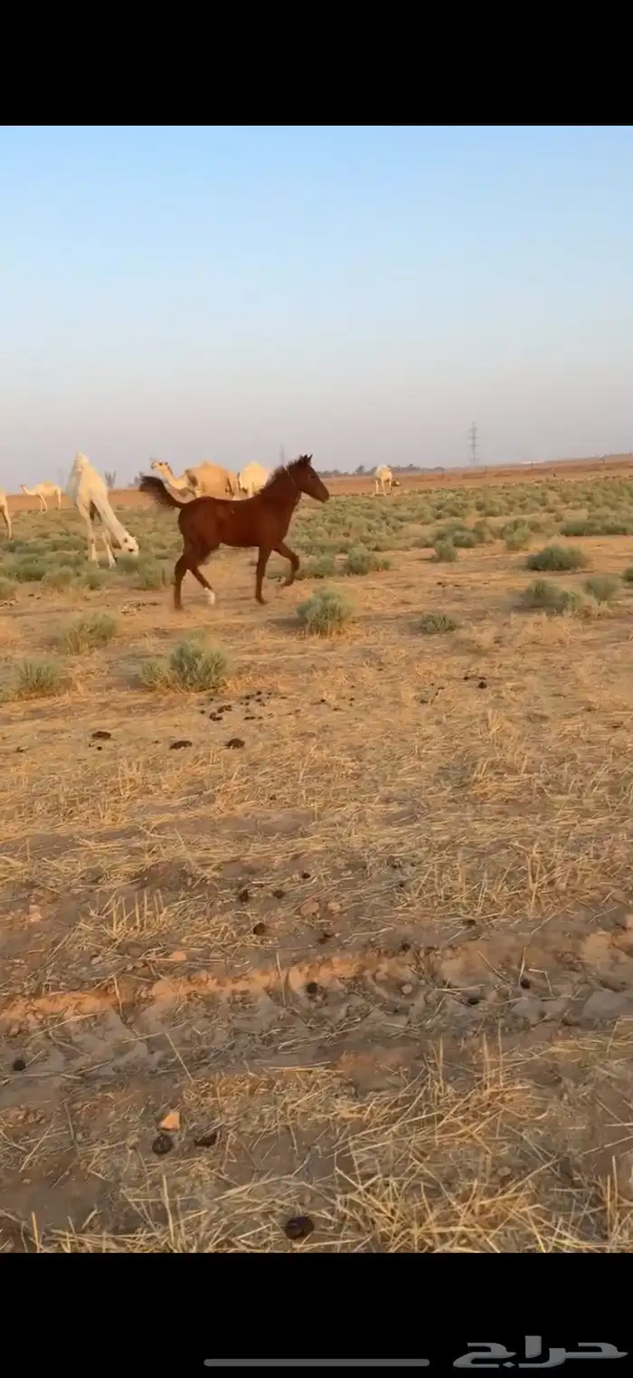 مهر للبيع 0