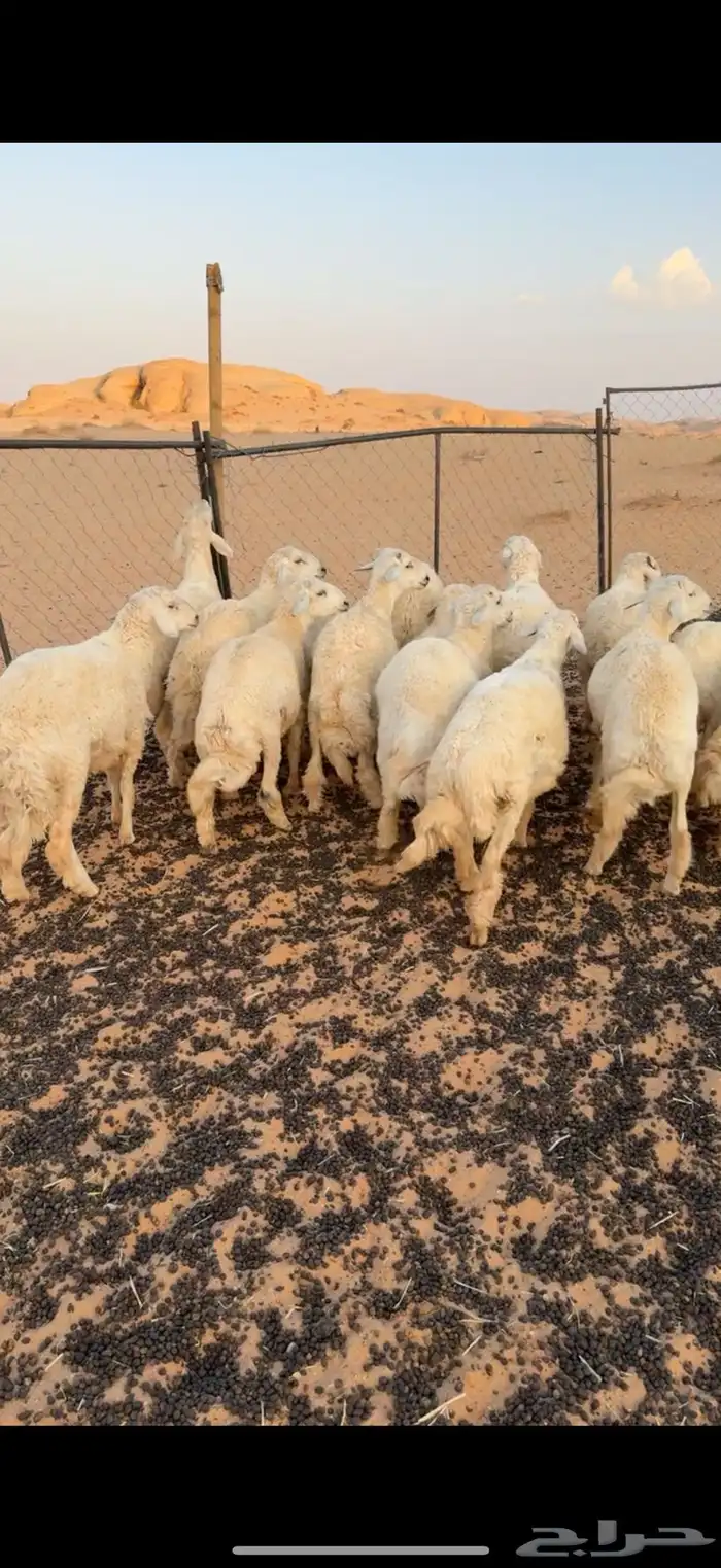 خرفان حريه 1
