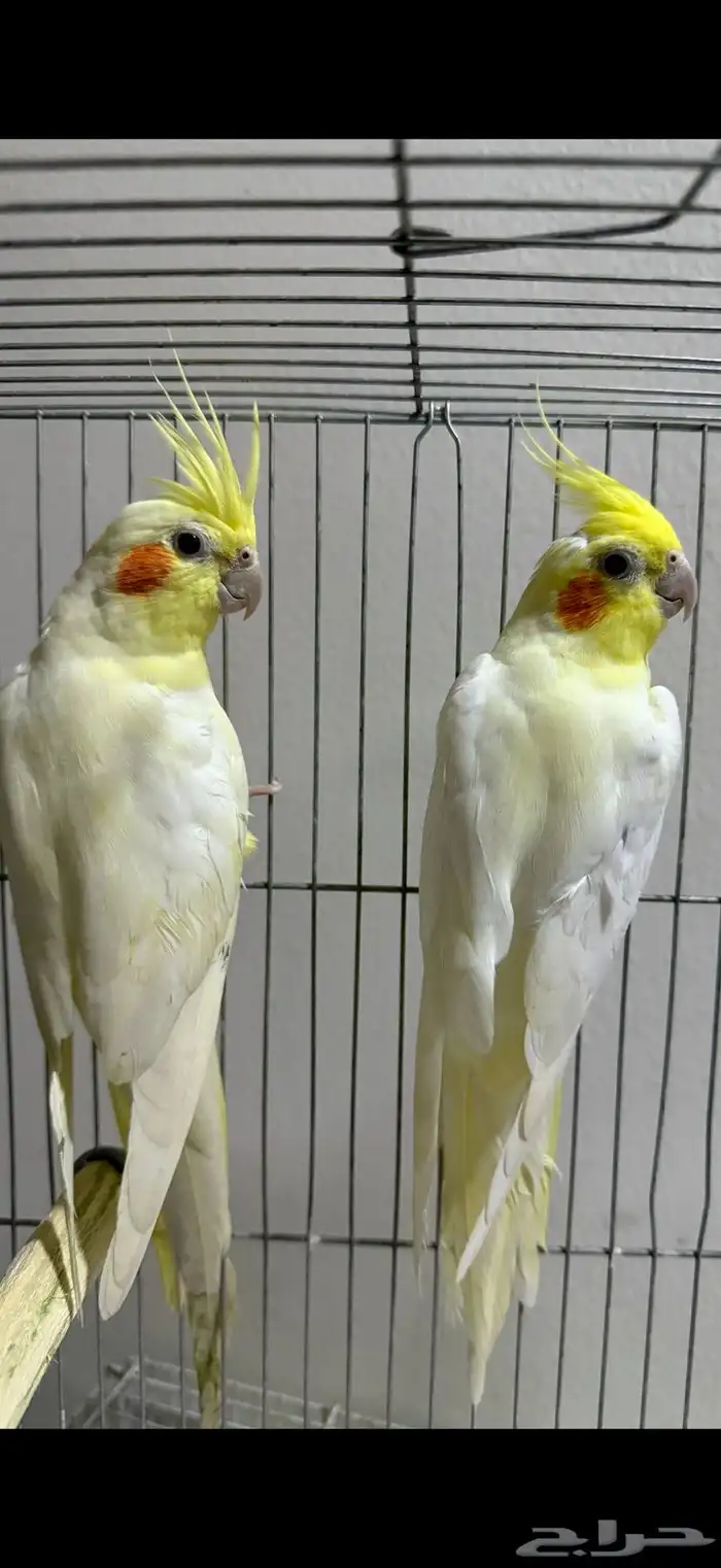 جوز كروان لاتينو 1