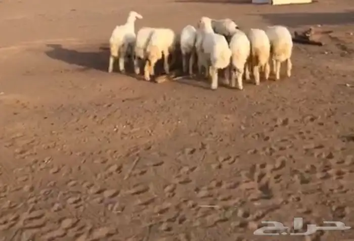 6 رخال حريات و4 خروف الموقع الحناكيه تم البيع 0
