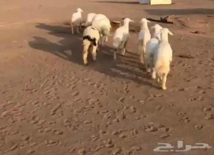 6 رخال حريات و4 خروف الموقع الحناكيه تم البيع 2