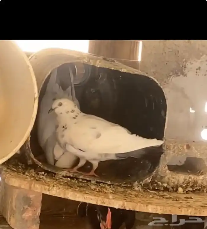 حمام أجواز 2