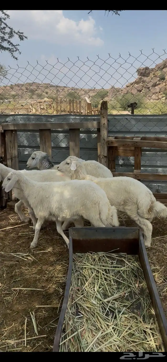 بهم حري كفو 1