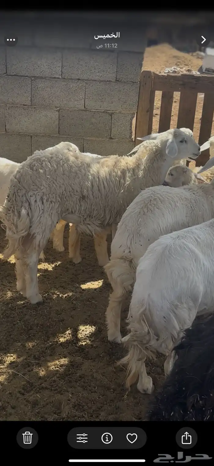 رخل حريه حرشا صنف مضرع جذعه 0