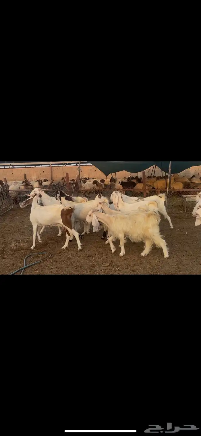 معزا مشاريك دفيع . 4