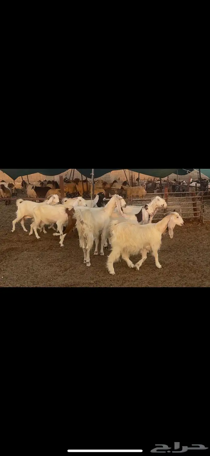معزا مشاريك دفيع . 5
