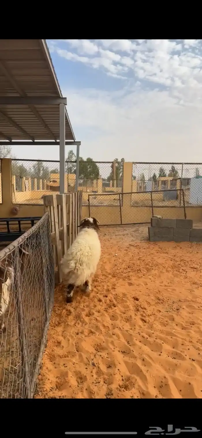خروف نعيمي فاخر 5