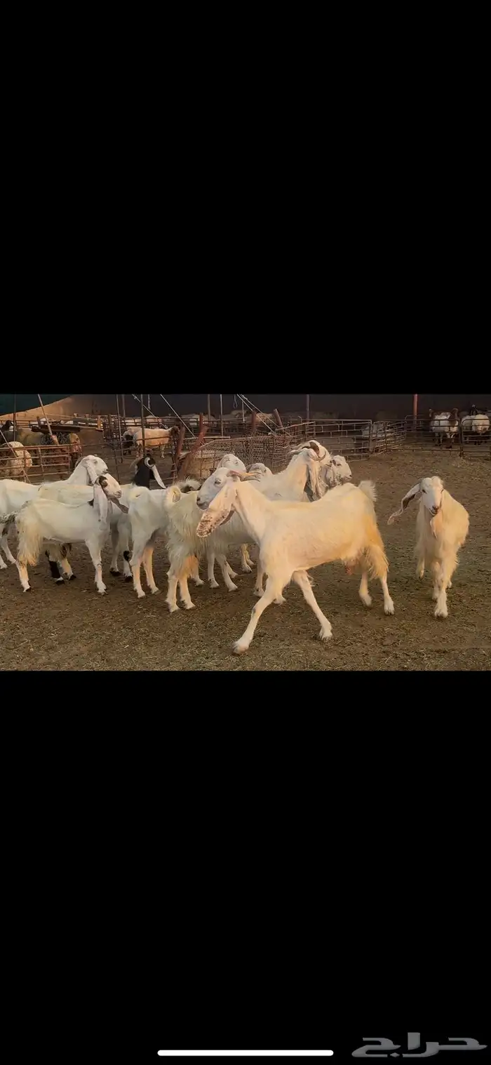 معزا مشاريك دفيع . 1