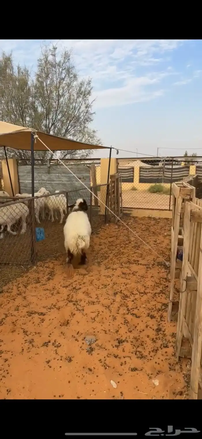 رخل نعيميه 2