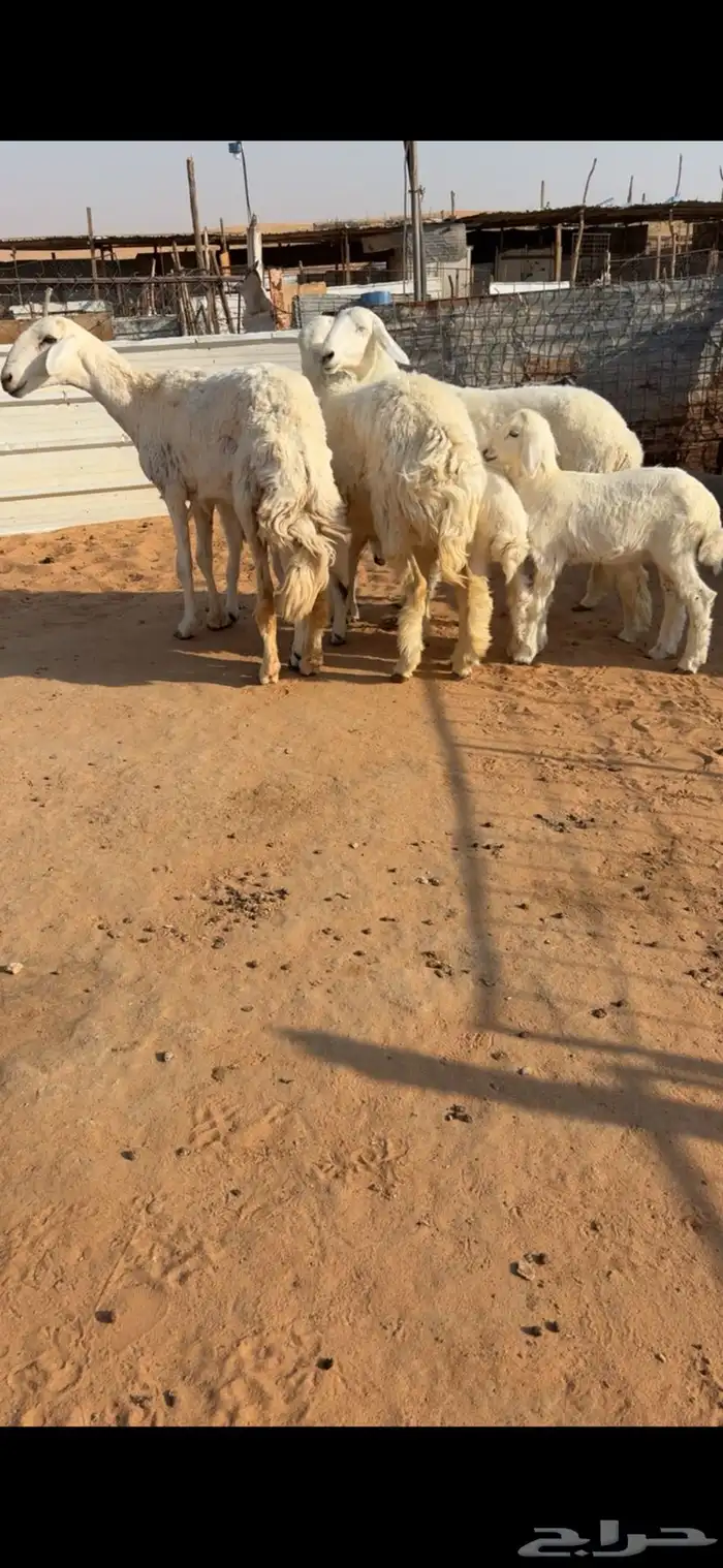 للبيع شياهه حريات ولد 1