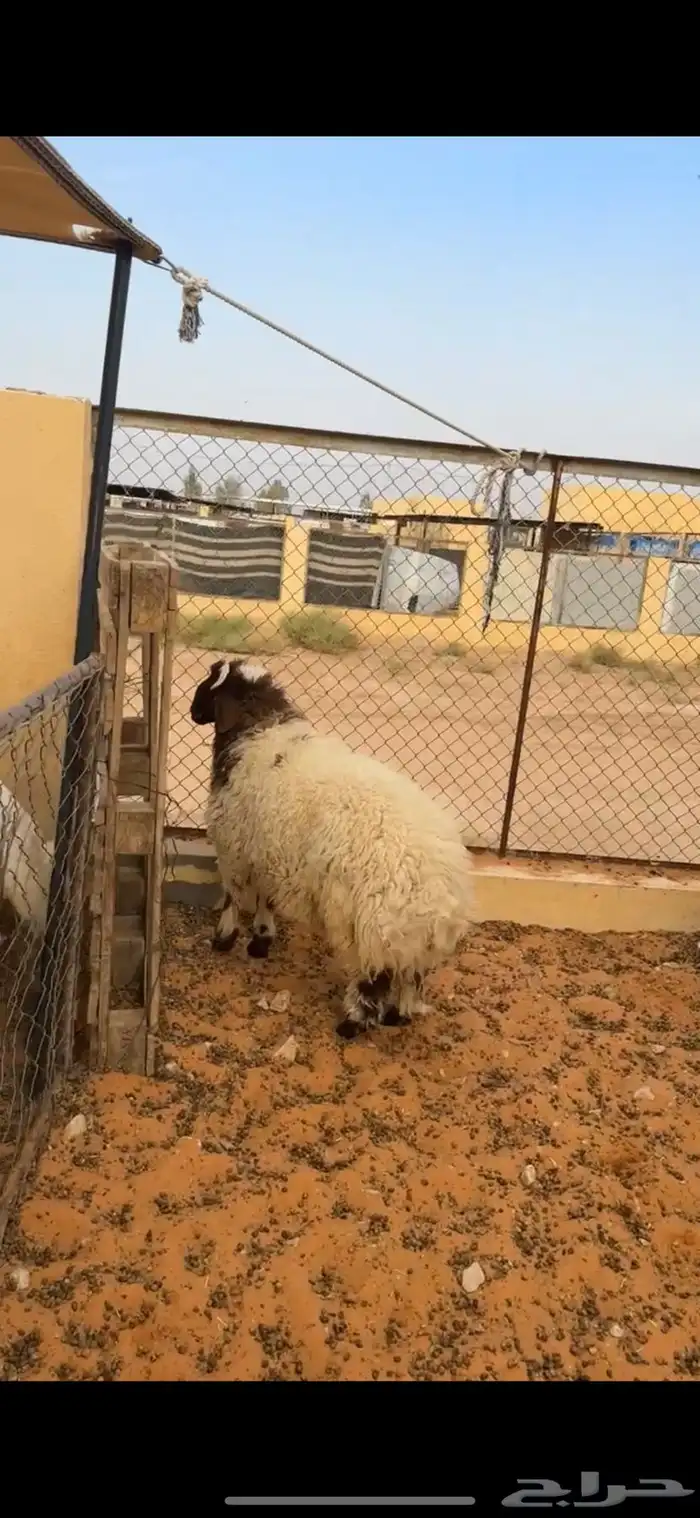 خروف نعيمي فاخر 3