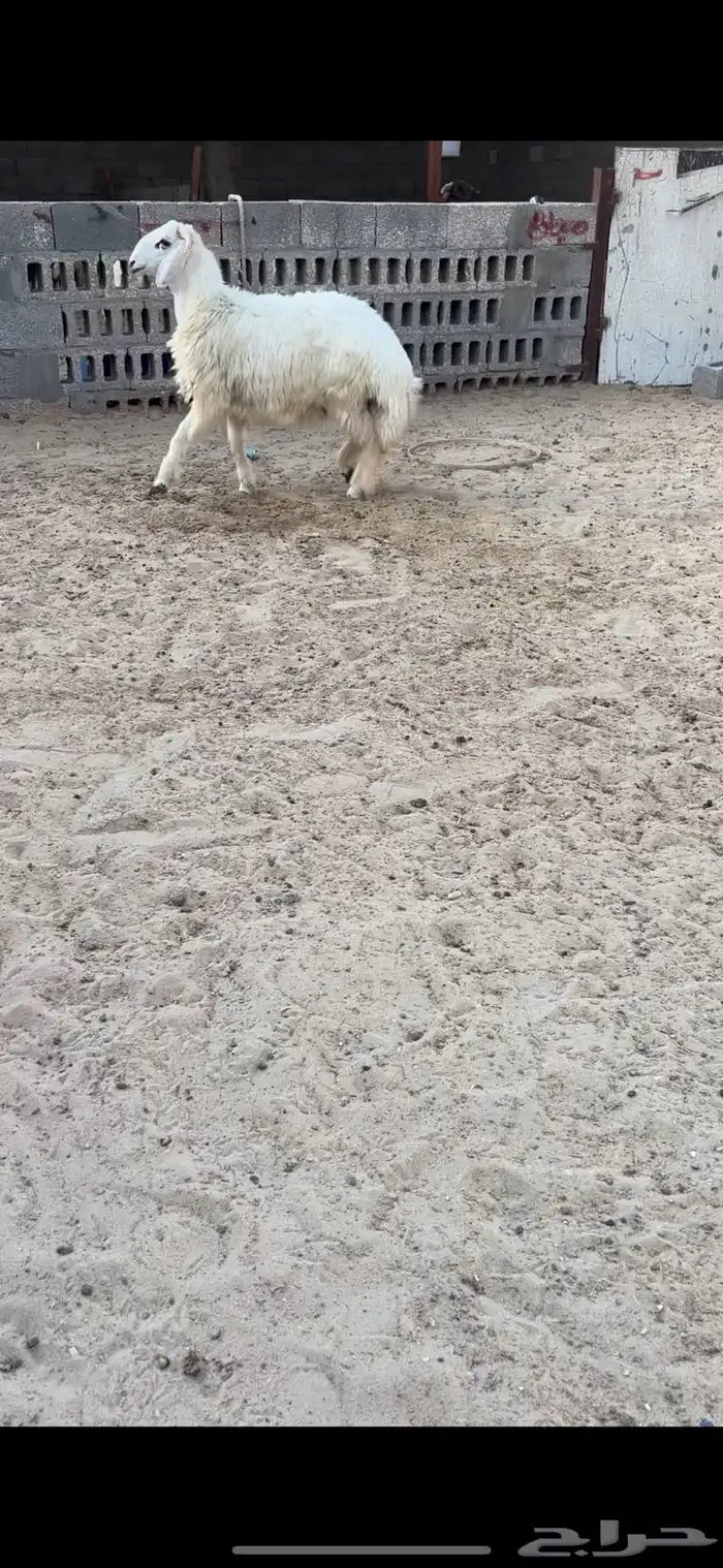 خروف حري 2