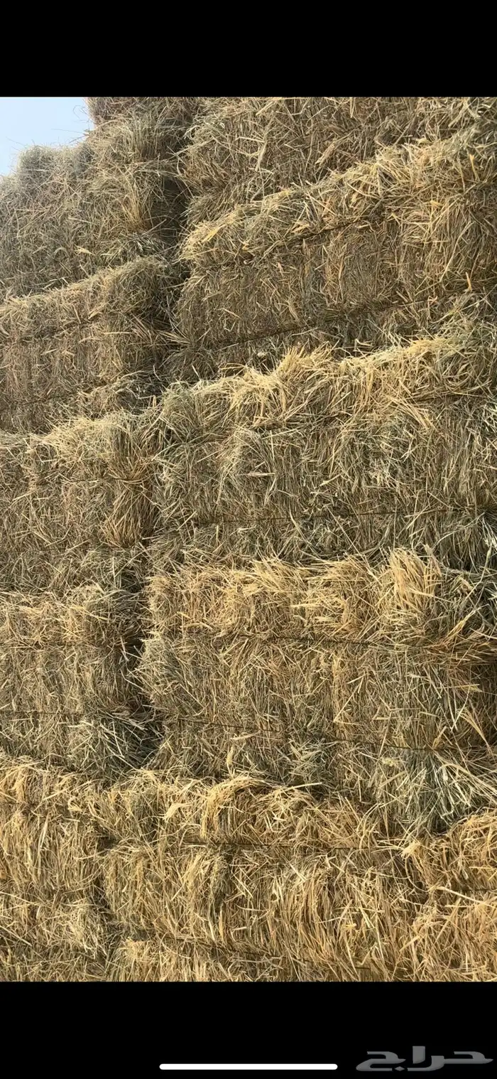 كوم رودس 0