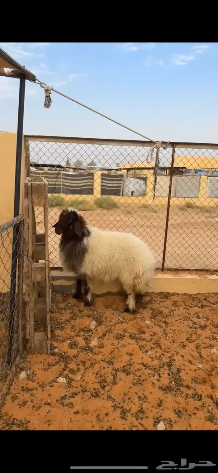 رخل نعيميه 4