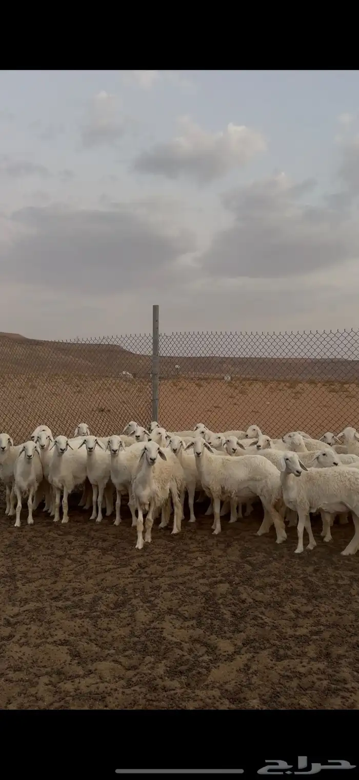 رخال صنف حريات 0