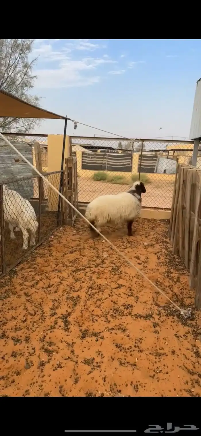 رخل نعيميه 0