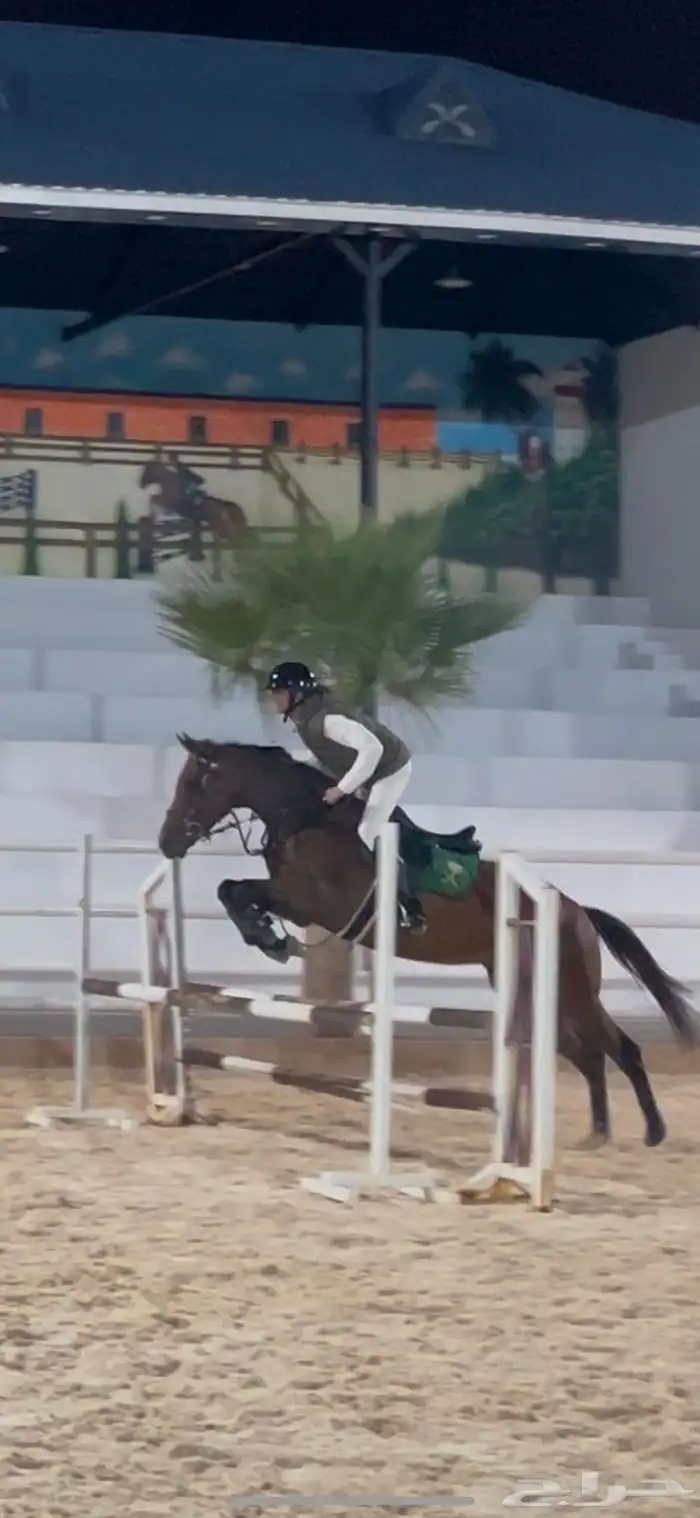 خيل قفز بطل 0