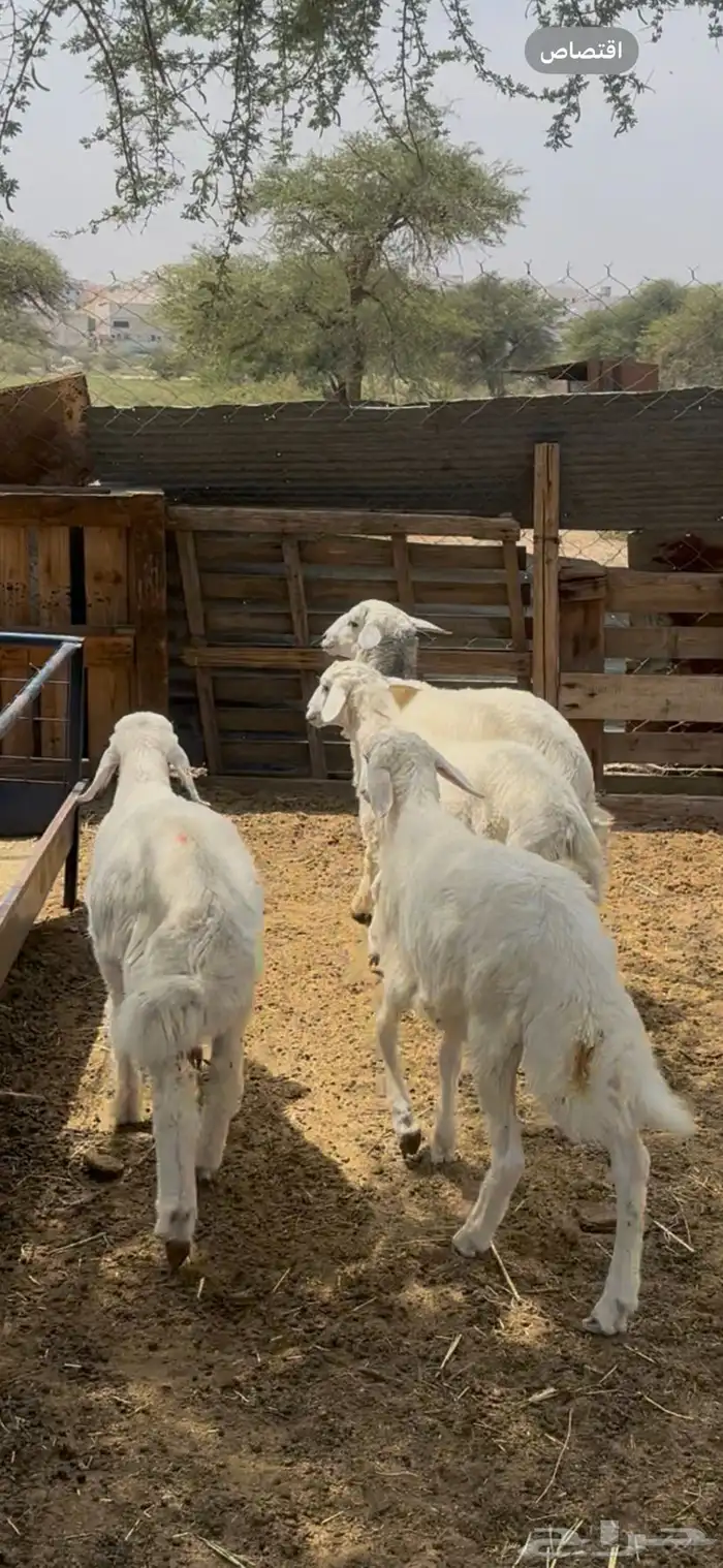 بهم حري كفو 0