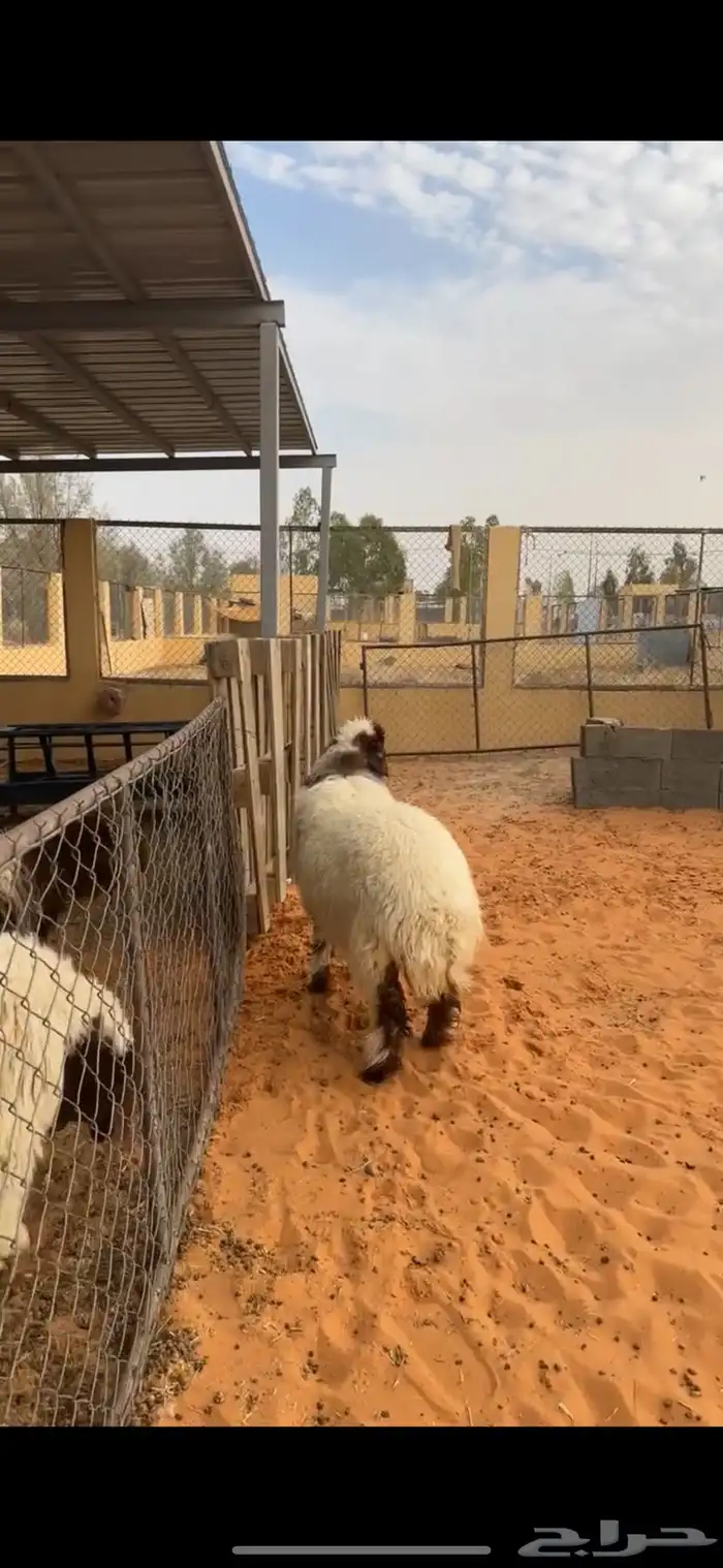 رخل نعيميه 3