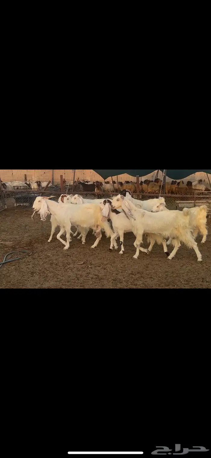 معزا مشاريك دفيع . 6