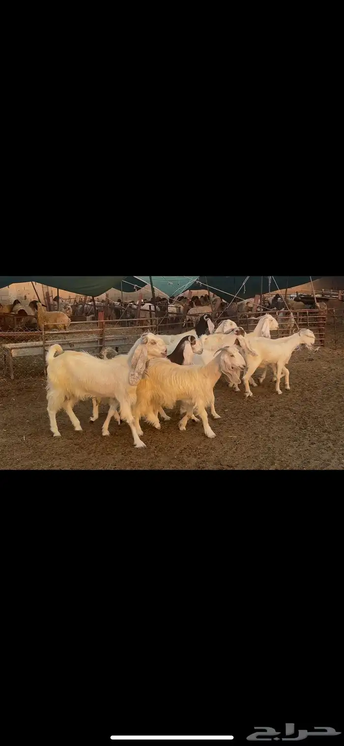 معزا مشاريك دفيع . 3