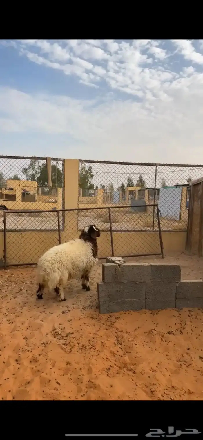 خروف نعيمي فاخر 0