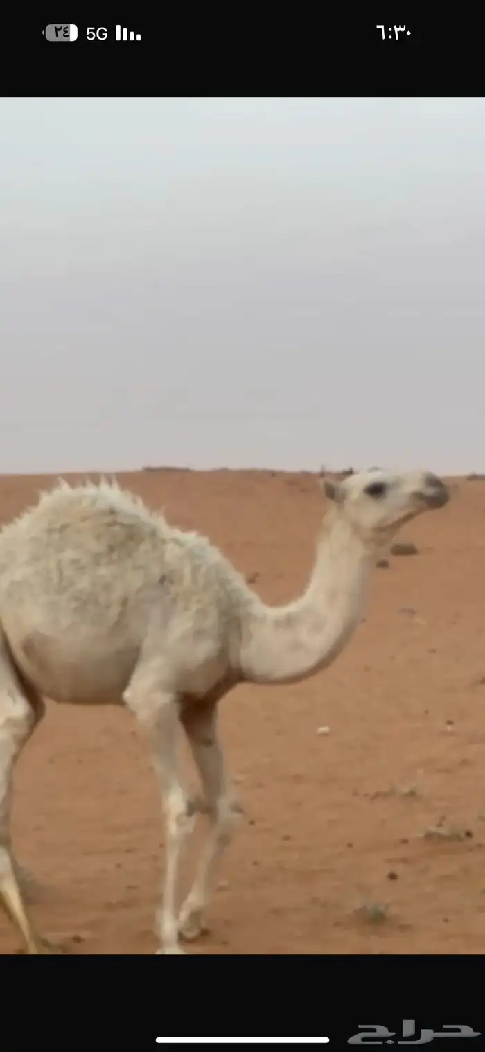 للبيع عشراء تحتها قعود 2