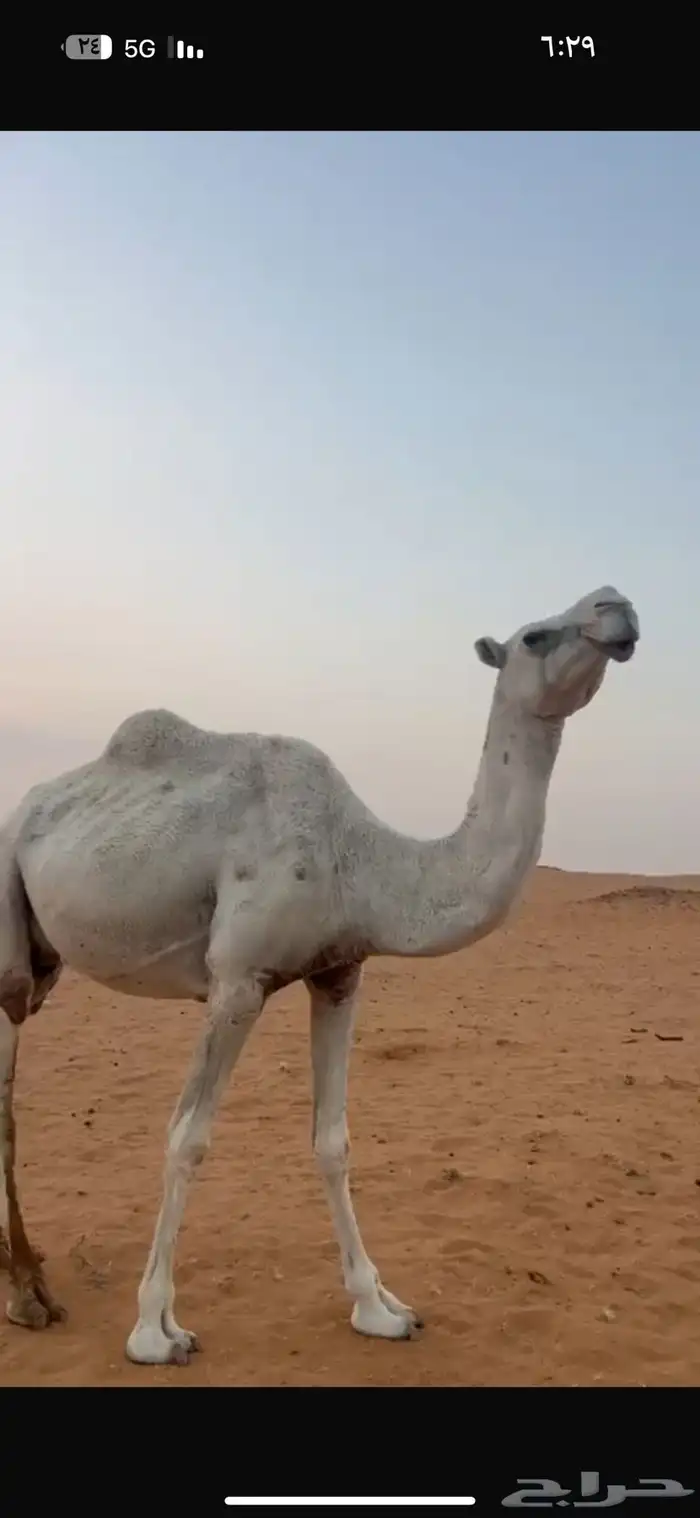 للبيع عشراء تحتها قعود 1