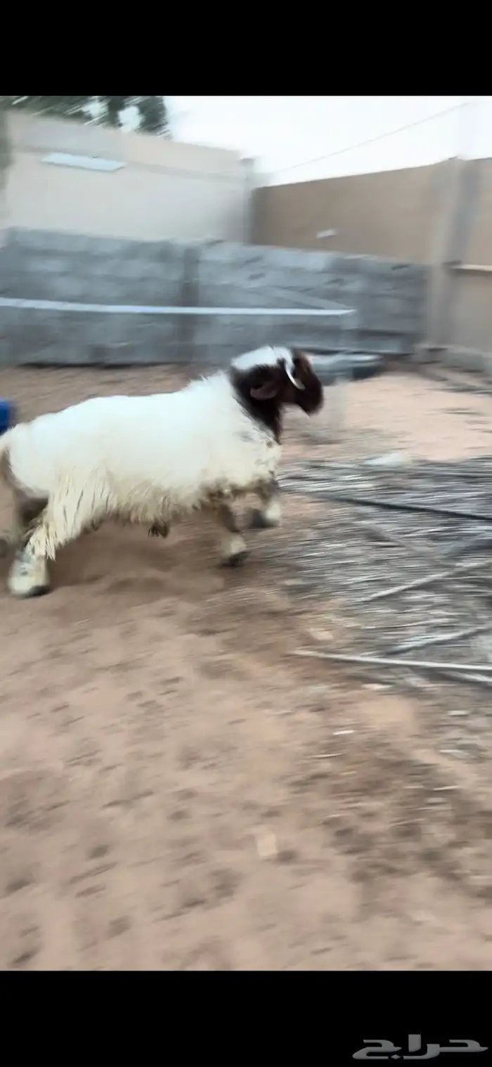 خاروف 6 شهور تم البيع 1