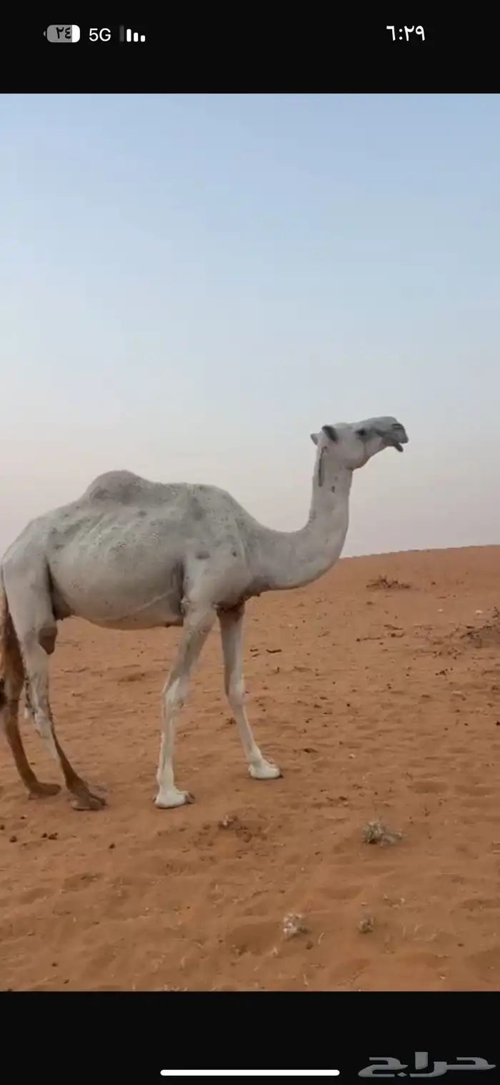 للبيع عشراء تحتها قعود 0