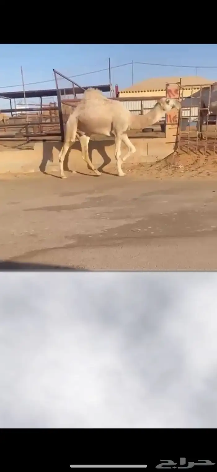 البيع قعود رماني سنه ثاني 2