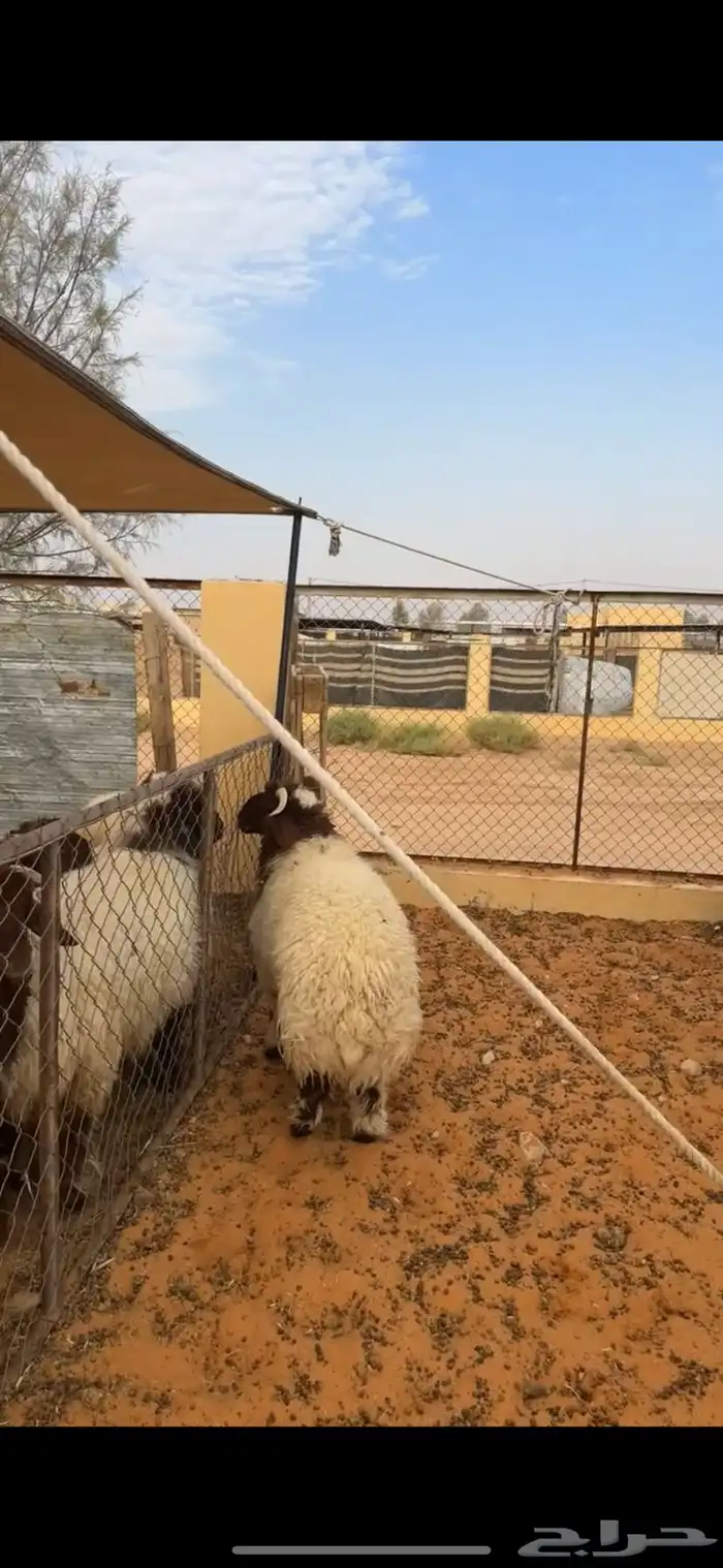 خروف نعيمي فاخر 1