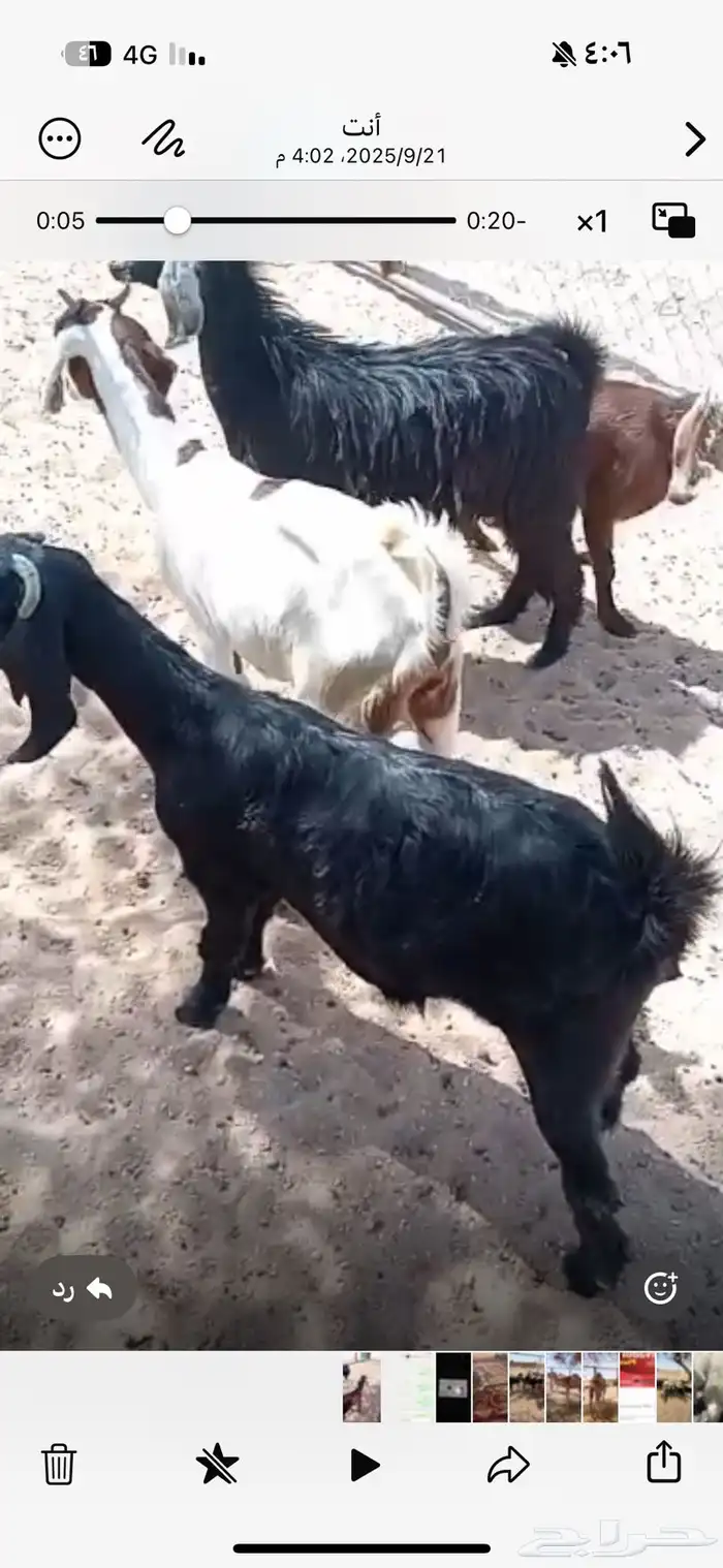 عنقان مقنوي 0