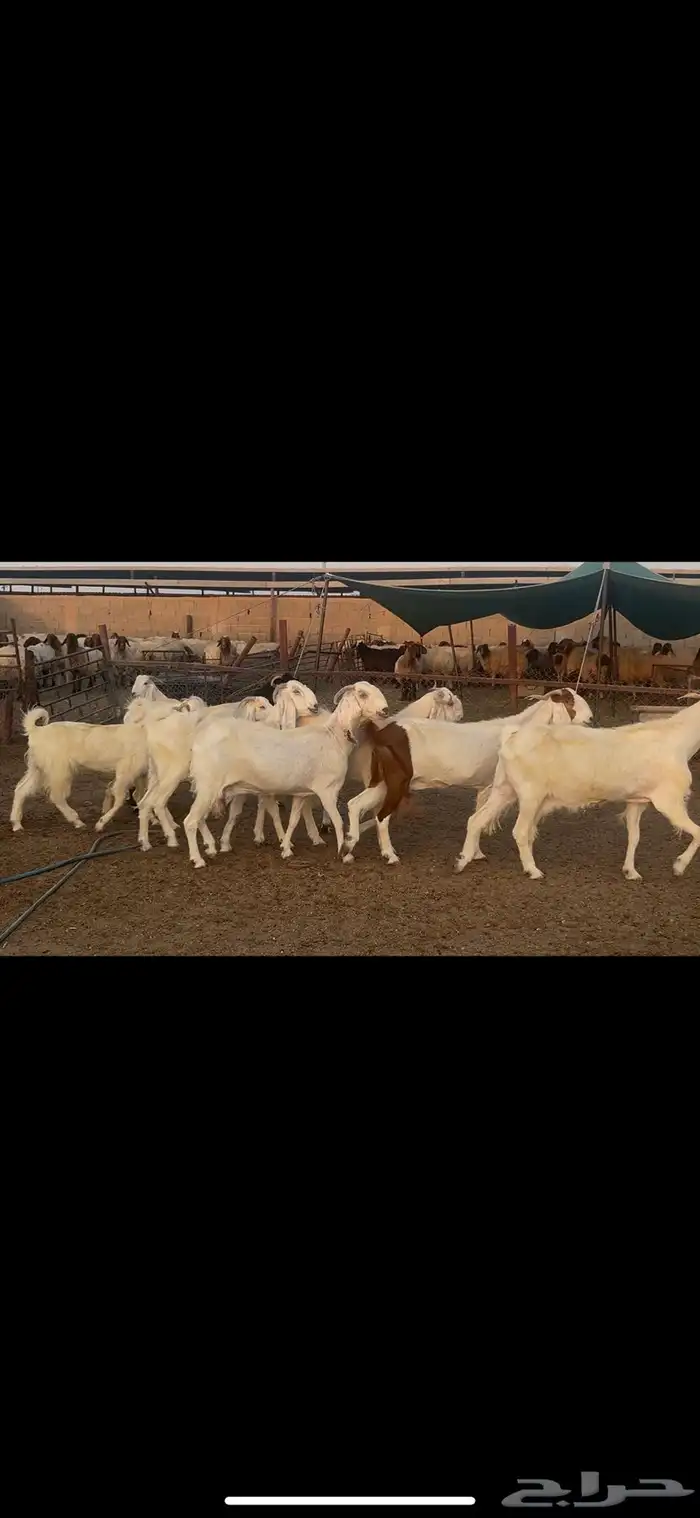 معزا مشاريك دفيع . 7