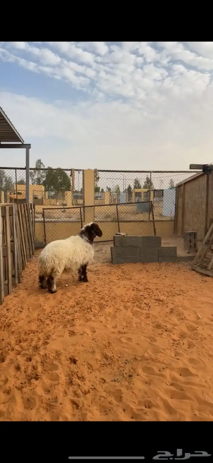 رخل نعيميه 5