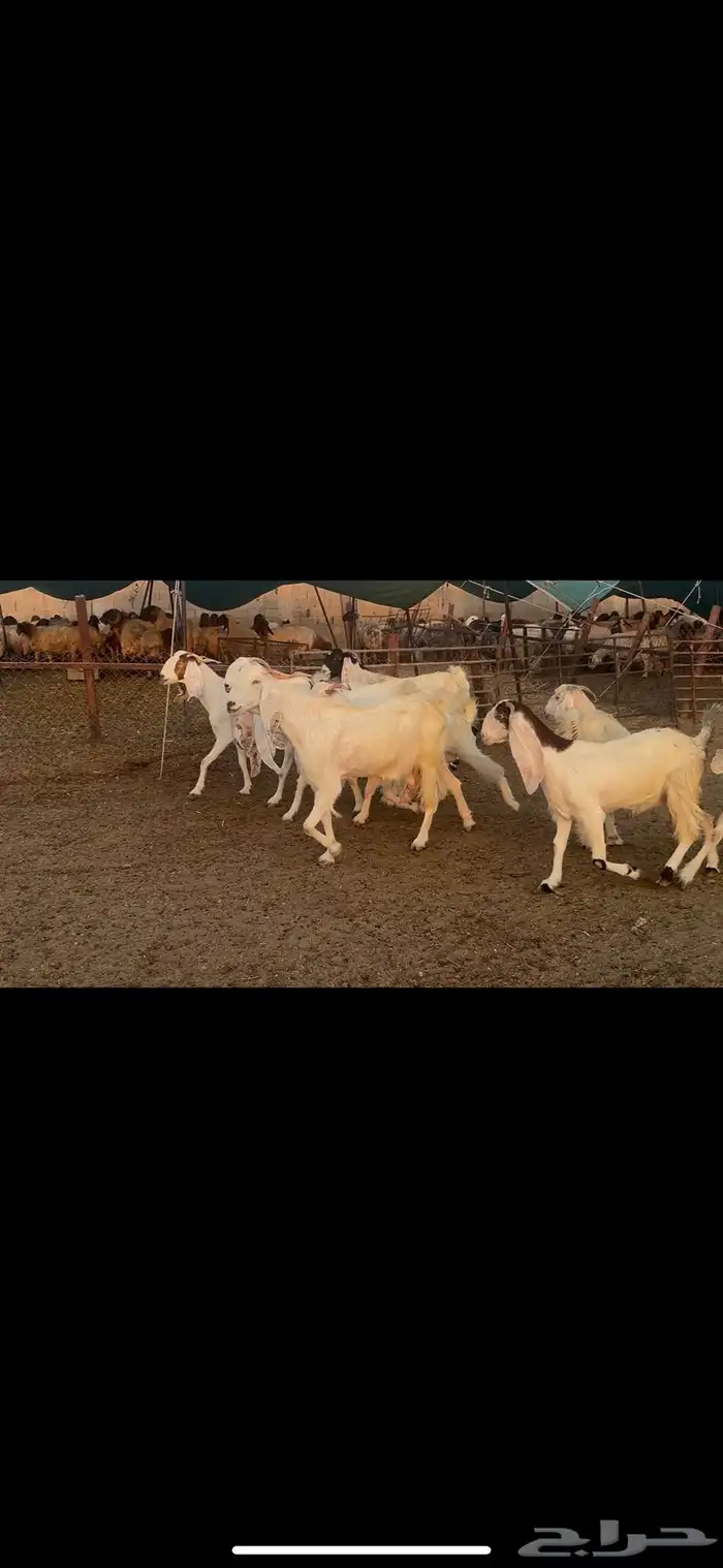 معزا مشاريك دفيع . 8