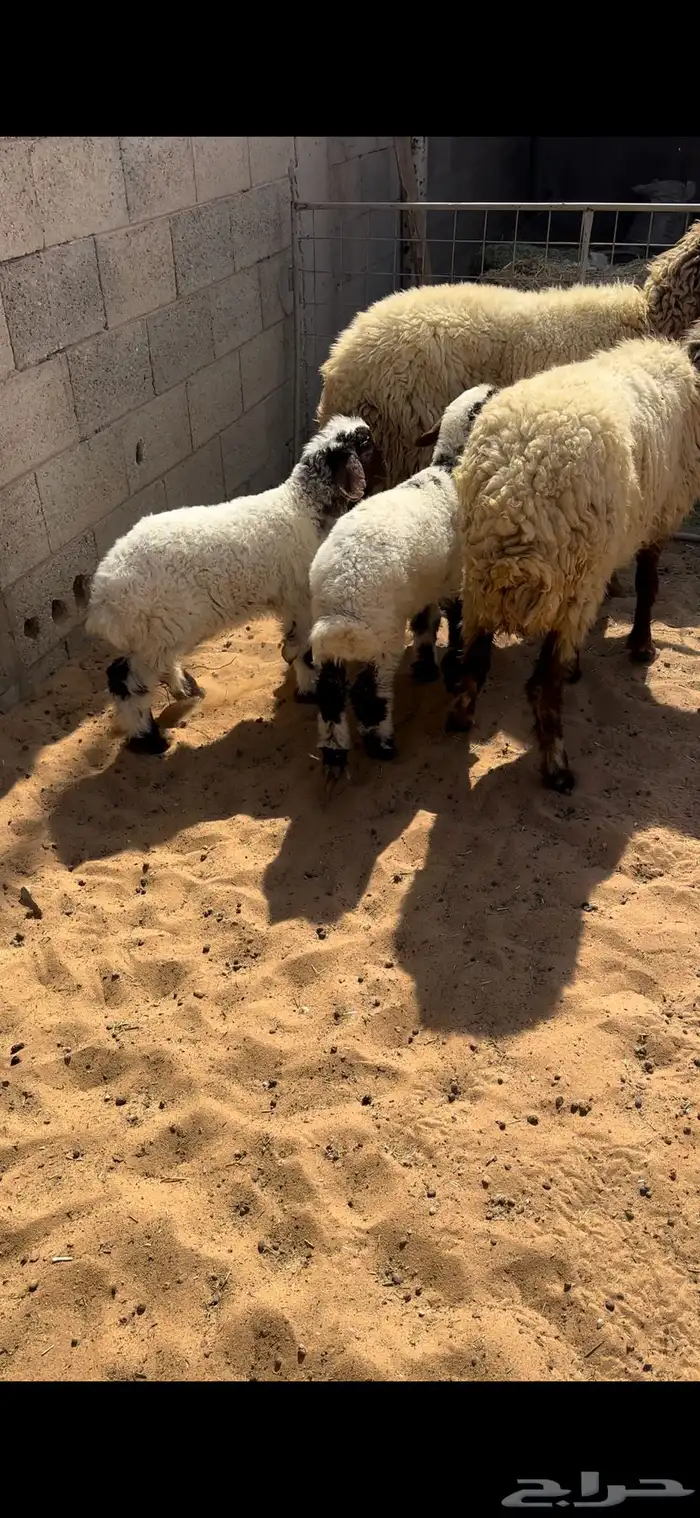 نعيم مواليد. (( تم البيع )) 3