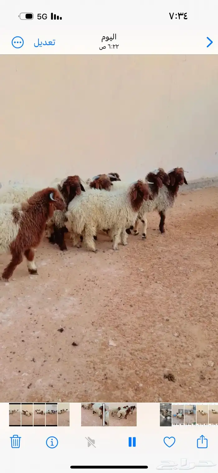 طلي نعيمي الرياض حي الشفاء اي مكان نوصل له ذبح باقي وحد 1