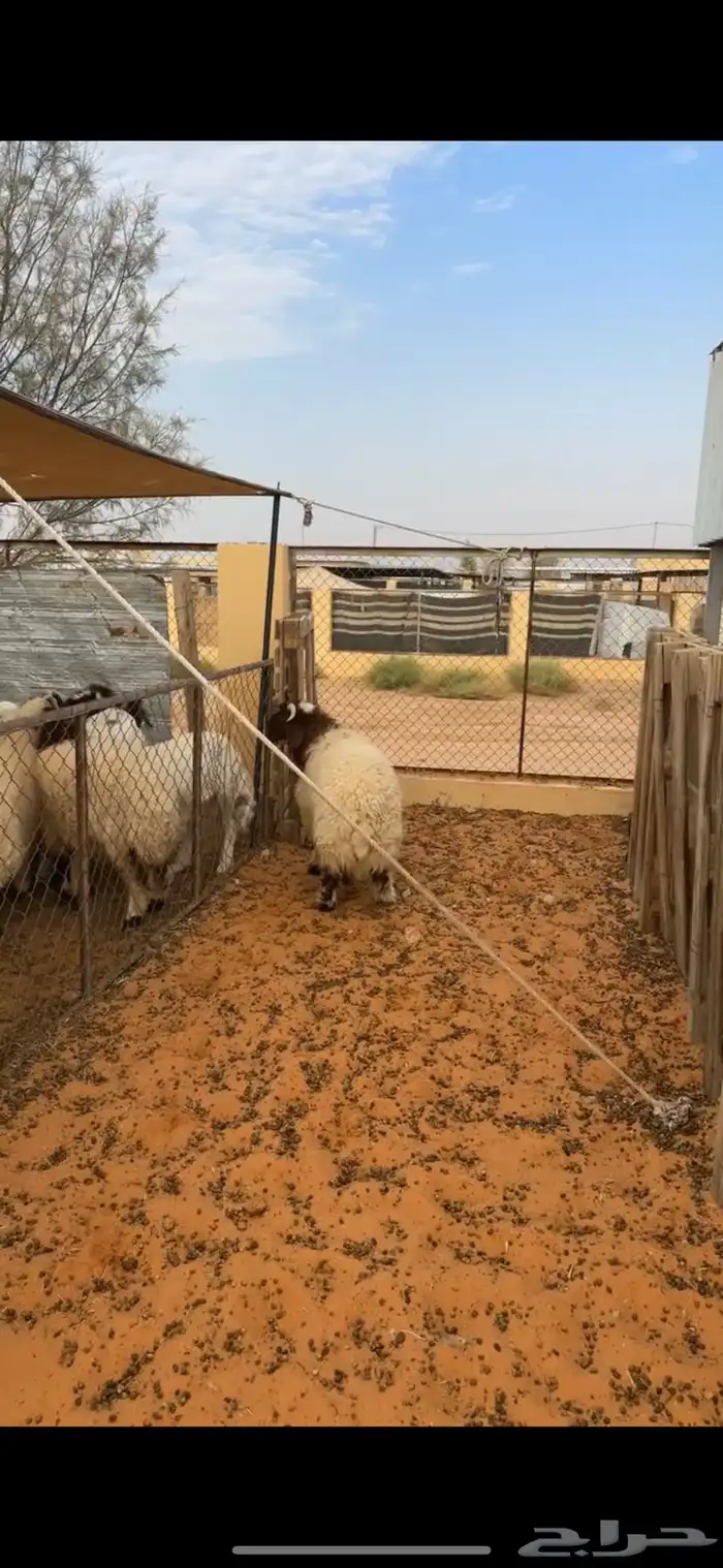 خروف نعيمي فاخر 6