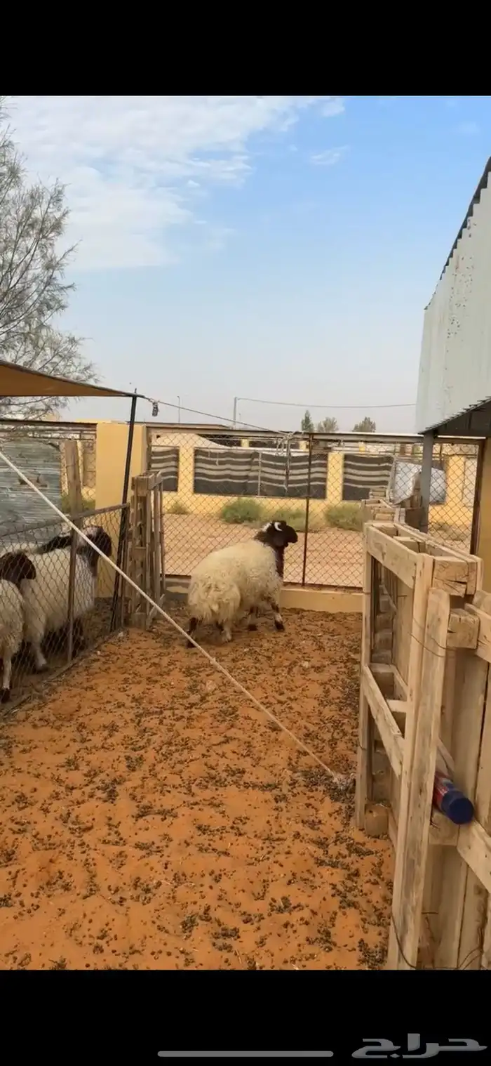 خروف نعيمي فاخر 4